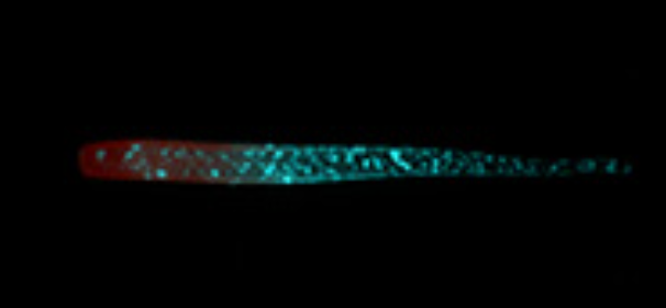 Shirasu Beam 2