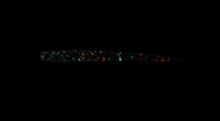 Shirasu Beam 2