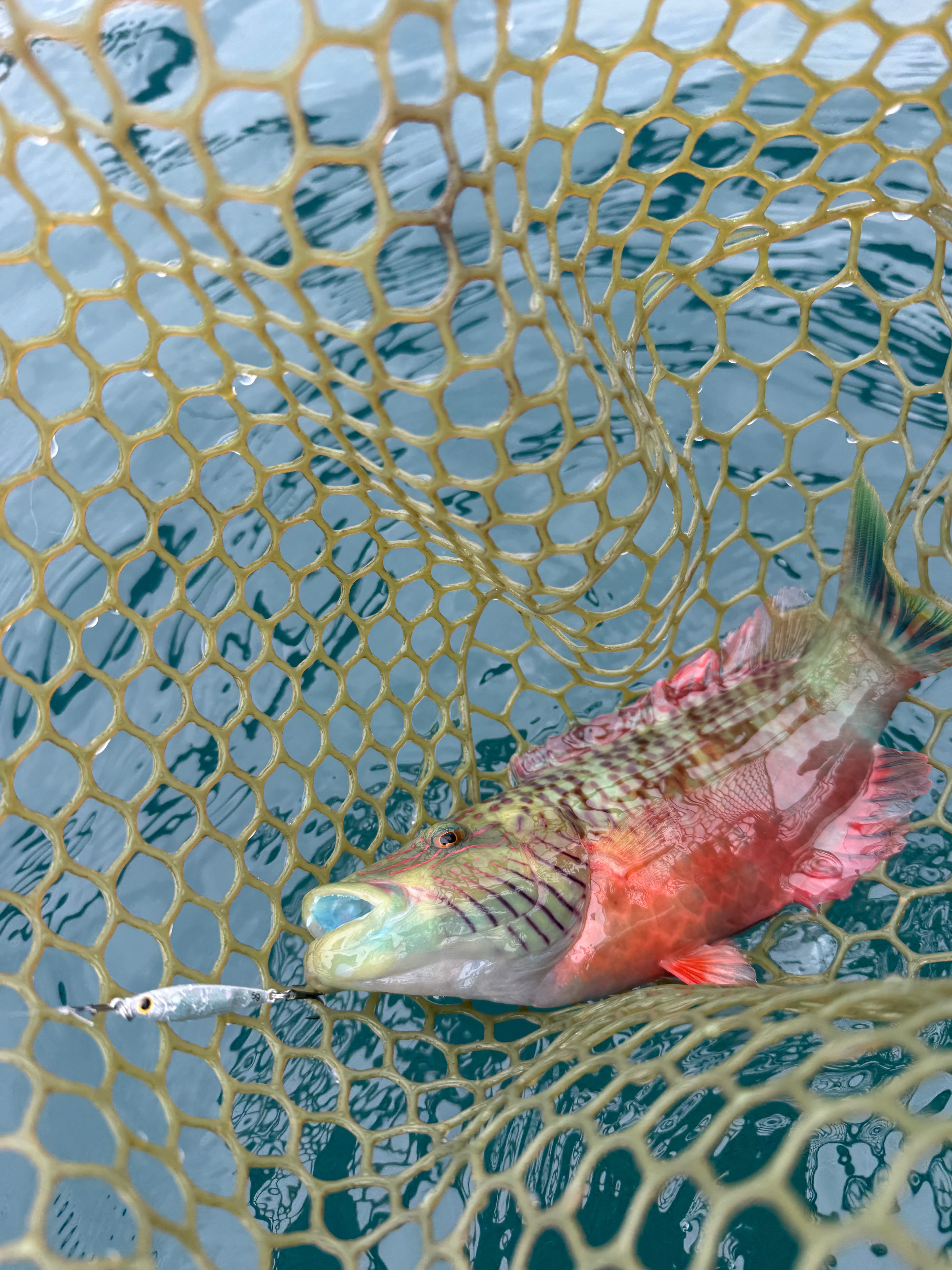 Daiso Micro Jig without assist hook 3g