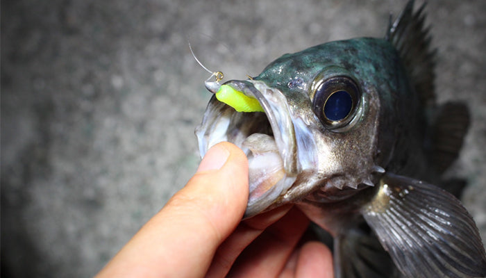 Aji Bokko 2.5 inch