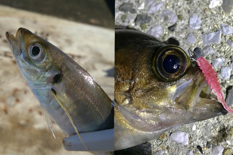 JACKALL Tide Beat 1.5 / 2.0 inch