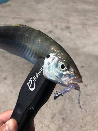 Aji Bokko 1.5